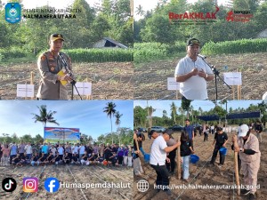 Pemda Halut Dukung Penanaman Jagung Serentak Kuartal 1 2026,Perkuat Program Swasembada Pangan. 