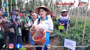 Gubernur Maluku Utara Serahkan Bantuan Alat Pertanian Dan Saprodi Beni Hortikultura Serta Lakukan Panen Perdana Cabai. 