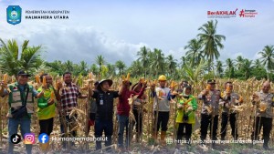 Panen Raya Jagung Hibrida, Kelompok Tani Nimiriwo